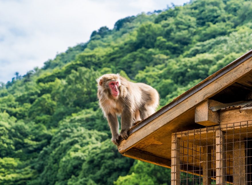 Sněžné opice na střeše, Japonsko