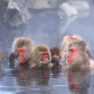 Sněžné opice v horkých pramenech, Japonsko