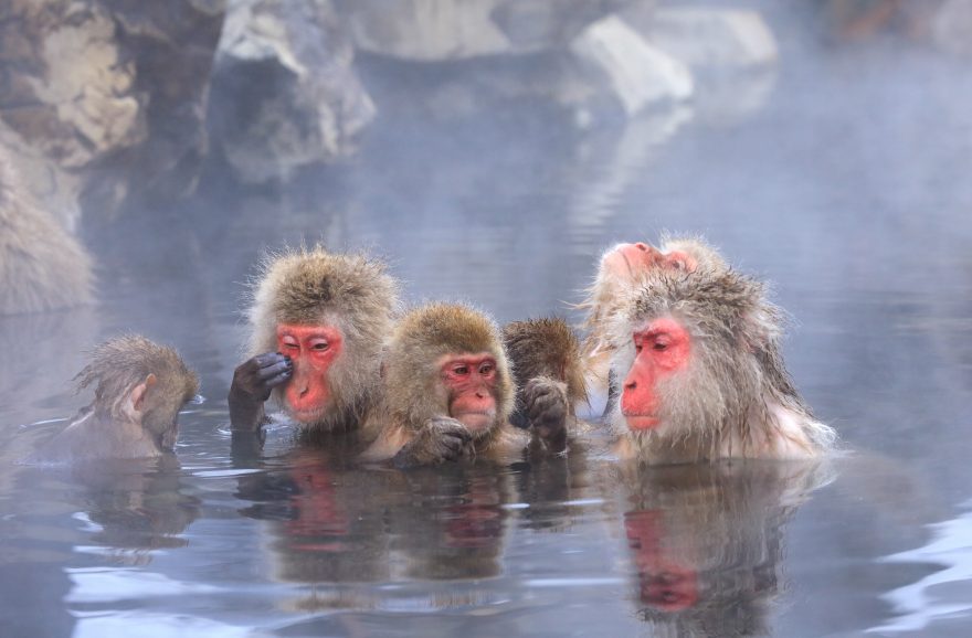 Sněžné opice v horkých pramenech, Japonsko