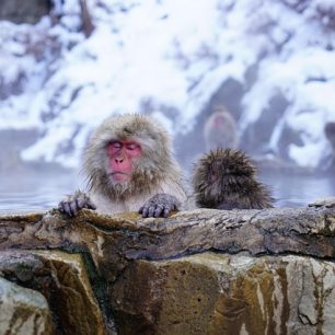 Relax sněžných opic, Japonsko