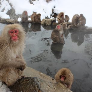 Opice s v okolí Jamanouči schovávají před zimou do horkých pramenů, Japonsko