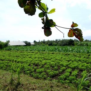 Políčko s podzemnicí olejnou - arašídy - v Indonésii