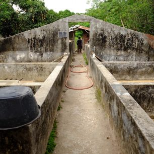 Majitel farmy musel během rebelie vyvraždit veškerá svá zvířata, protože je neměl jak uživit