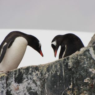Život najdeme i daleko na jihu, Antarktida