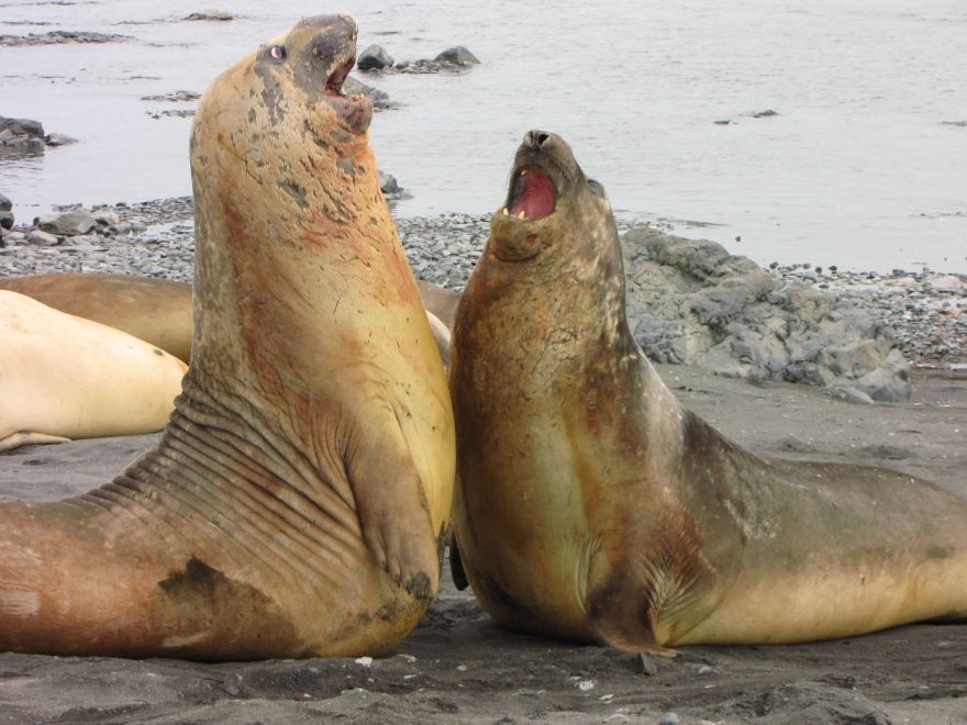 Život najdeme i daleko na jihu, Antarktida