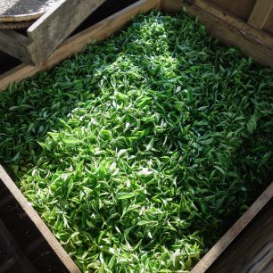  Listy pro výrobu černého čaje se po sběru nechávají vadnout, Ilám, východní Nepál