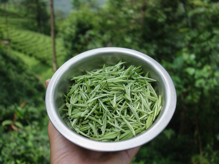 Miska čerstvě nasbíraných pupenů na bílý čaj, Ilám, východní Nepál