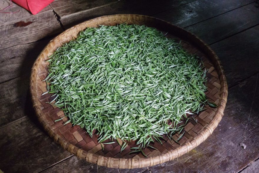 Bílý čaj, Ilám, východní Nepál