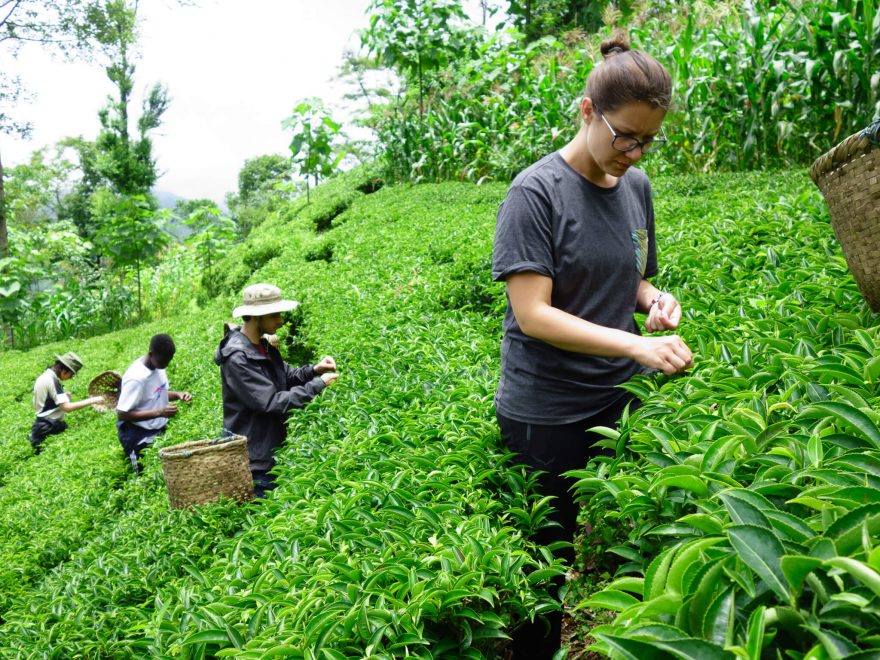 Sběr čaje ve vesnici Arubote, Ilám, východní Nepál
