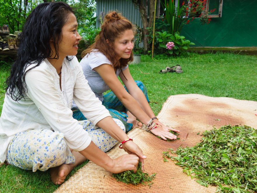 Výroba černého čaje - rolování listů, Ilám, východní Nepál