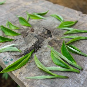 Čerstvě nasbírané listy pro výrobu zeleného čaje, Ilám, východní Nepál