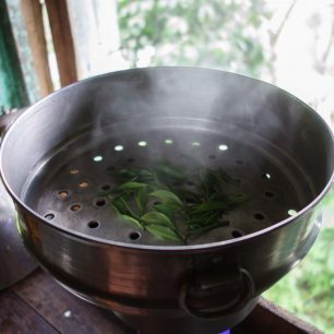 Napaření listů pro výrobu zeleného čaje deaktivuje enzymy, Ilám, východní Nepál