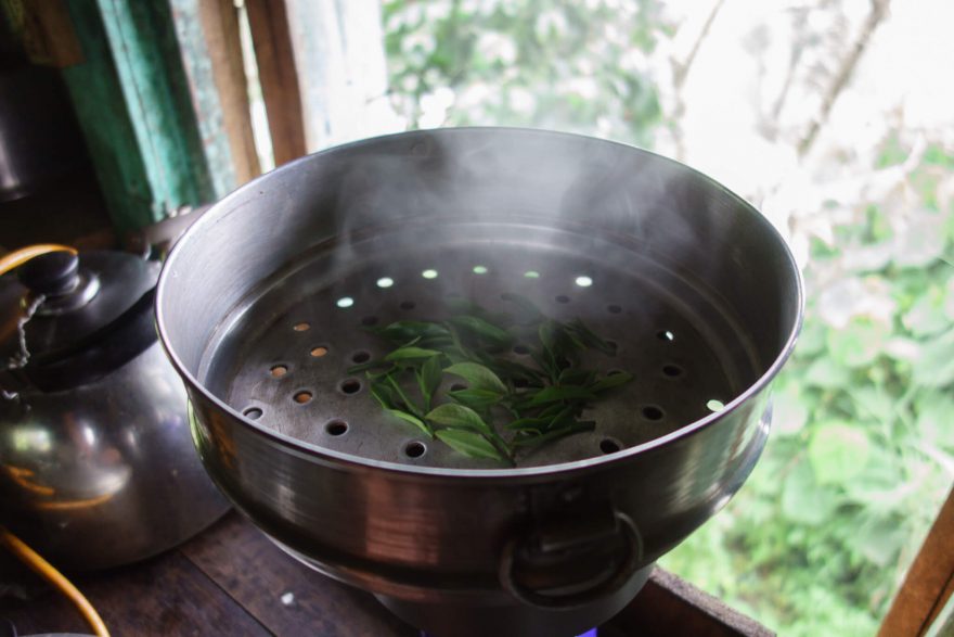 Napaření listů pro výrobu zeleného čaje deaktivuje enzymy, Ilám, východní Nepál