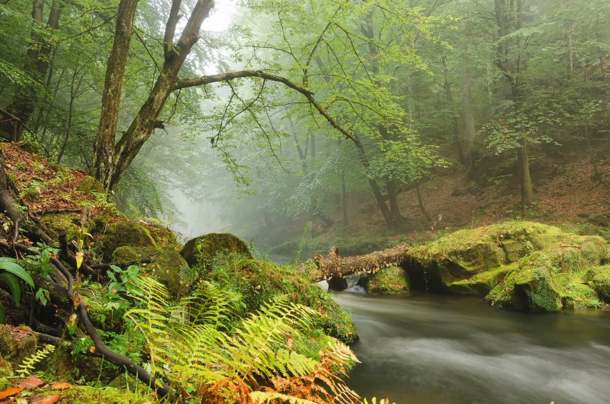 ČR: Tedy, když už jsme u těch český řek… tou nejkrásnější naší řekou je podle Petra Kamenice, tvořící poslední přítok Labe na našem území, jen kousek od hranic s Německem. Souhlasíte?