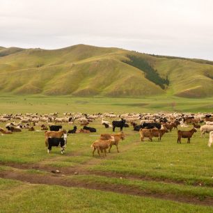 Nekonečná stáda koz a ovcí, Mongolsko