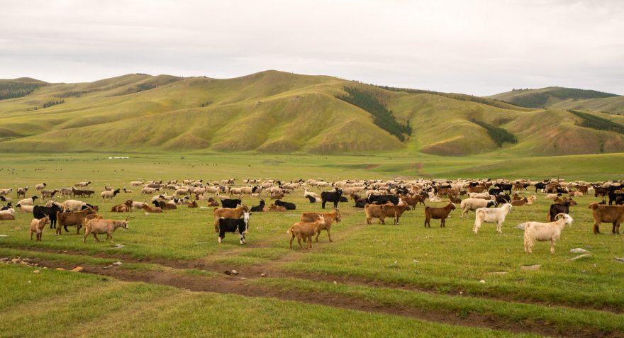 Nekonečná stáda koz a ovcí, Mongolsko
