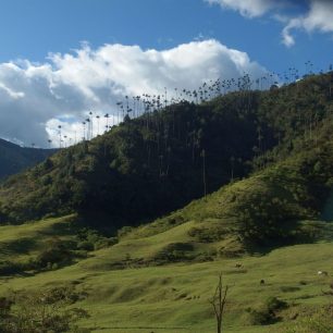 Valle de Cocora, Kolumbie