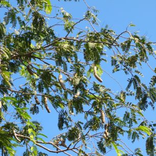 Strom tamarínu v Indonésii