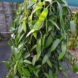 Popínavá rostlina vanilka je druhem tropické orchideje. Reunion.