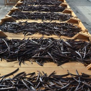 UV záření zbyví tobolky vanilky případných škůdců. Reunion.