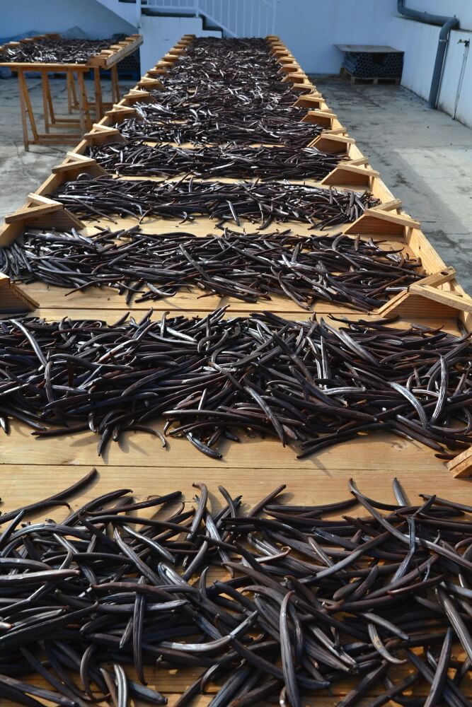 UV záření zbyví tobolky vanilky případných škůdců. Reunion.