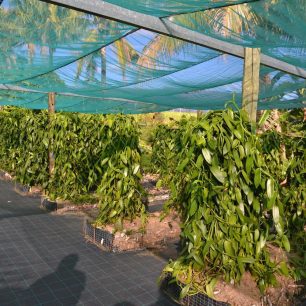 Vanilce vyhovují telpoty kolem 25 stupňů, nepřímé slunce a relativně vyšší vlhkost. Reunion.