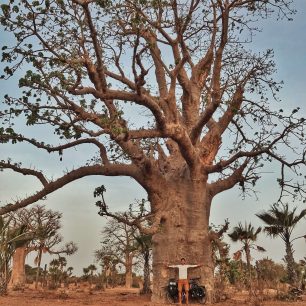 Baobab v Senegalu