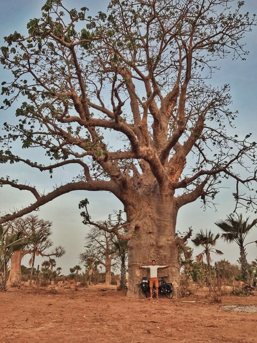 Baobab v Senegalu