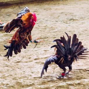 Každému opeřenci trčí z nohy skoro deseticentimetrové ostří, Cajidiocan, Filipíny
