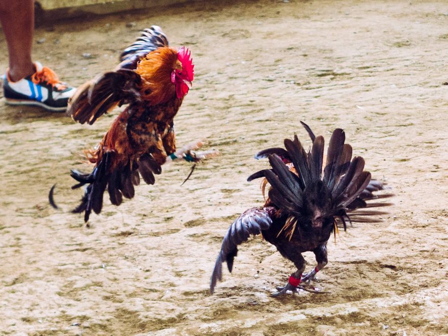 Každému opeřenci trčí z nohy skoro deseticentimetrové ostří, Cajidiocan, Filipíny