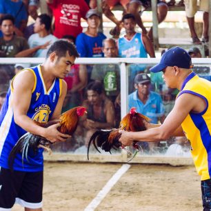 Soutěžící burcují kohouty proti sobě, Cajidiocan, Filipíny