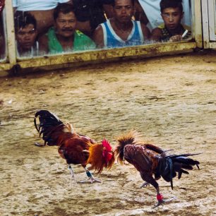 Kohouti při boji načepýří všechno peří, Cajidiocan, Filipíny