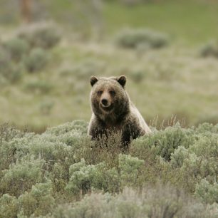 Medvěd grizzly
