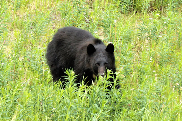 Medvěd, Aljaška, USA