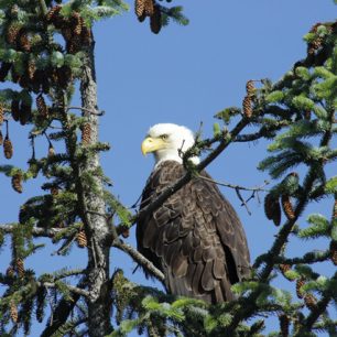 Orel Bělohlavý, Aljaška, USA