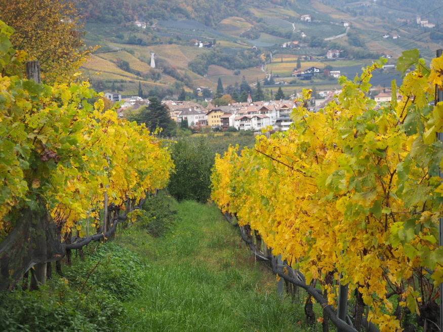 Vince, Jižní Tyrolsko