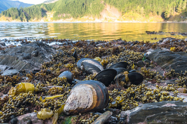 Pobřeží, Marlborough sound, Nový Zéland
