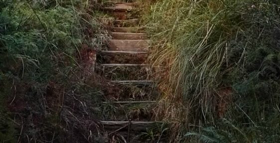 Pralesem do Cedar Bay