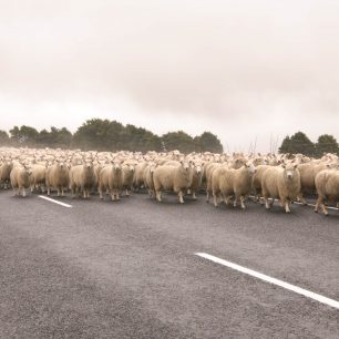 Kdo uvidí cestou víc oveček