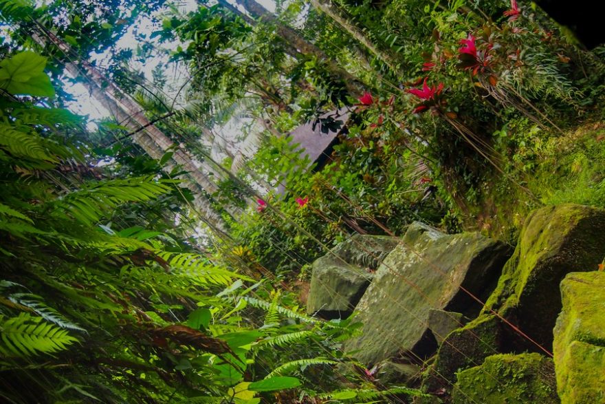 Džungle u Sloní jeskyně Goa Gajah