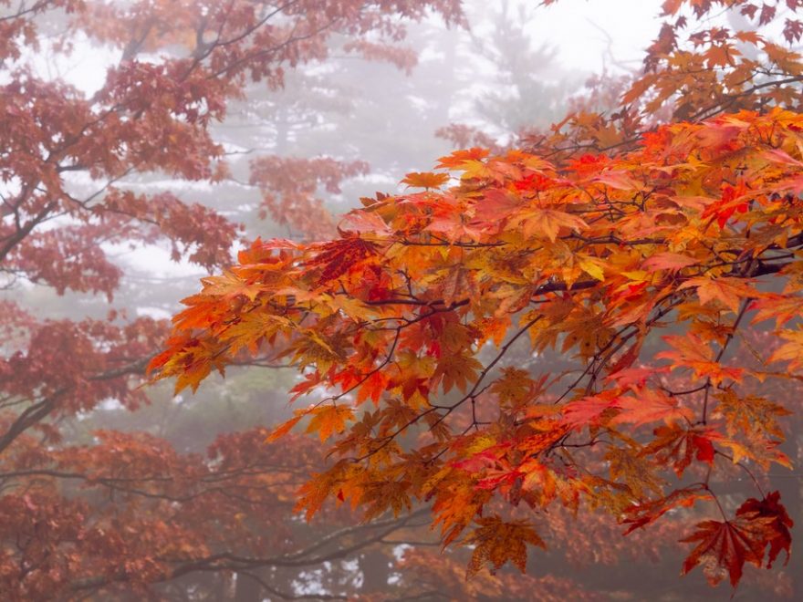 Podzim v Odaesanu, Jižní Korea