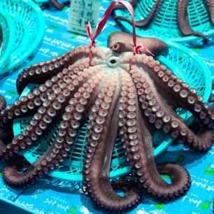 Na vzhledu záleží, no kdo by téhle chobotnici odolal, Busan, Jižní Korea