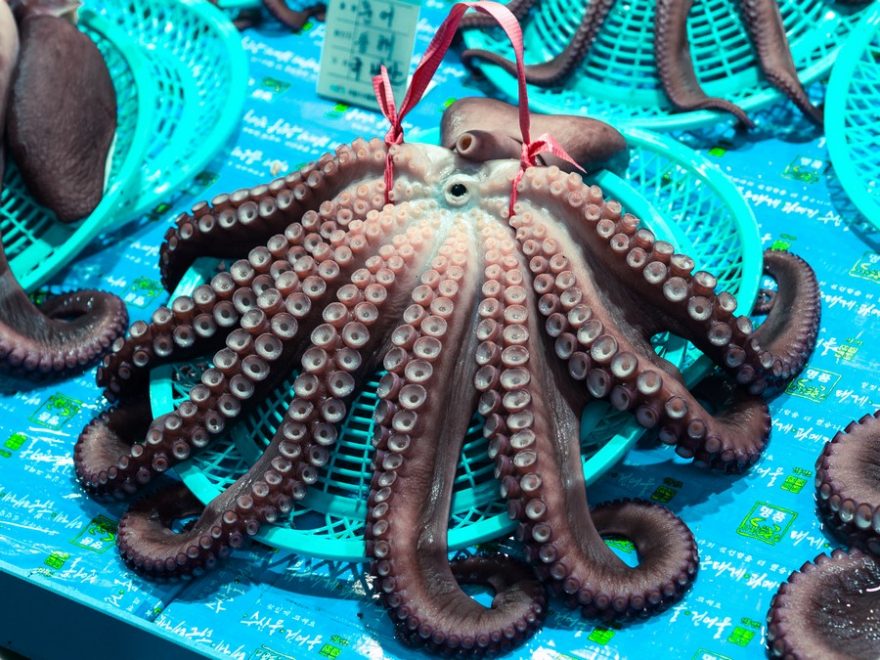 Na vzhledu záleží, no kdo by téhle chobotnici odolal, Busan, Jižní Korea