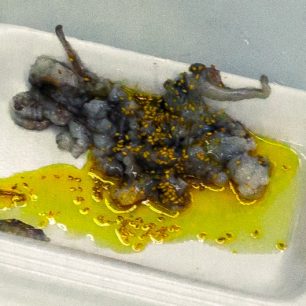 Naporcovaná baby chobotnička se sezamovým olejem a semínky, Busan, Jižní Korea