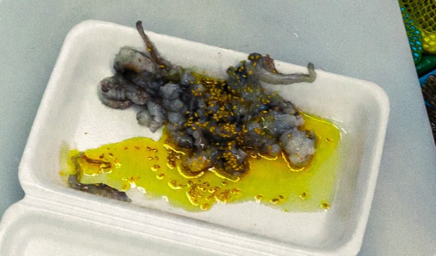 Naporcovaná baby chobotnička se sezamovým olejem a semínky, Busan, Jižní Korea