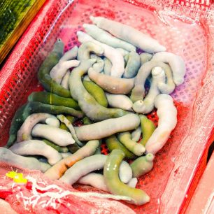 Urechis unicinctus alias penisová ryba, Busan, Jižní Korea