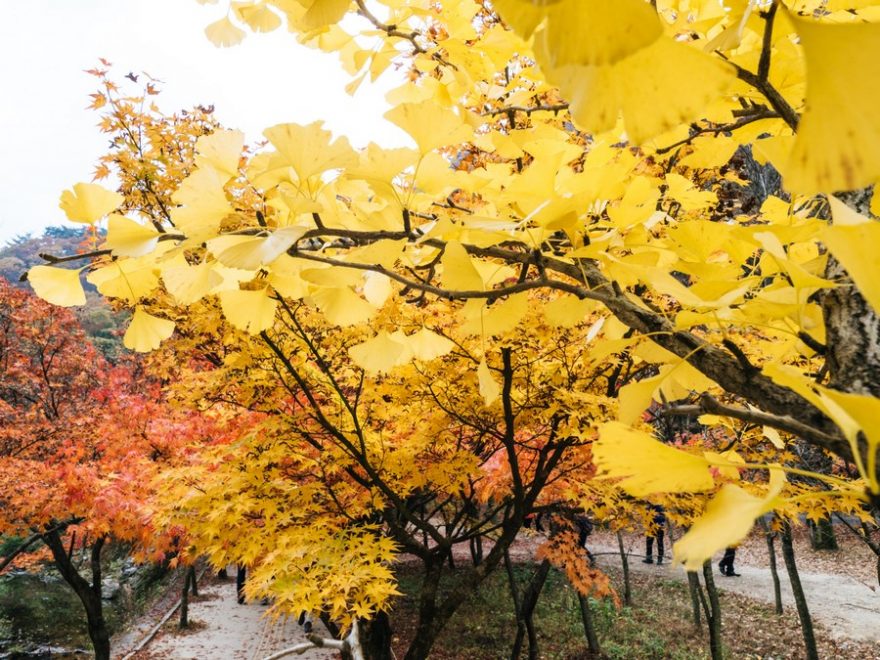 Za podzimní zbarvení vděčí země nejen javorům, ale třeba i jinanům, Naejangsan, Jižní Korea