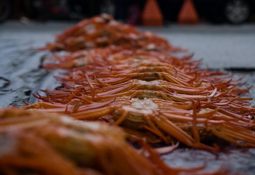 Sněžný krab je taková delikatesa, že se kvůli němu pořádají i festivaly, Busan, Jižní Korea