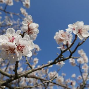 Rozkvetlé třešně v jarním Soulu, Jižní Korea