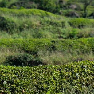 Zelené čajové plantáže v Boseongu, Jižní Korea